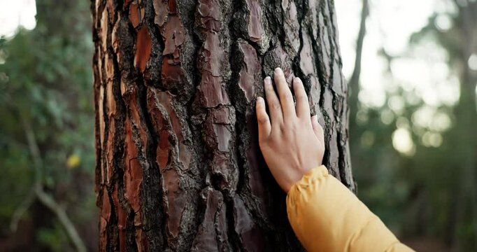 Hiking, hand on tree bark and touching with person outdoor for connection to nature closeup. Ecosystem, texture and travel with hiker in forest for adventure, earth conservation or exploration