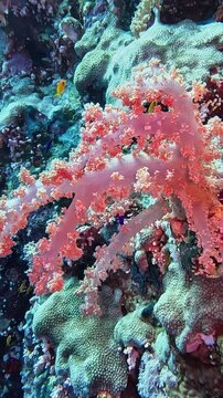 Soft Coral (Dendronephthya klunzingeri). Taken in Sharm el Sheikh, Egypt.