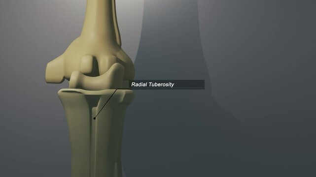 Cinematic Elbow Bone - Radial Tuberosity

No AI was used in the making of this clip. Clip rendered in Blender and After Effects.