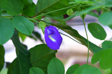 close up photo of purple butterfly pea flower