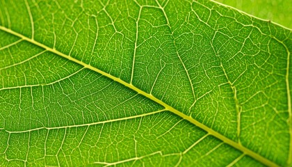 green leaf macro