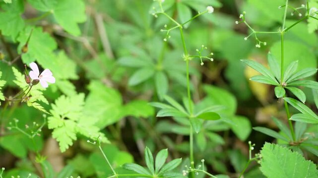 Woodruff and Herb Robert &ndash; Two Colors of the Forest Floor
