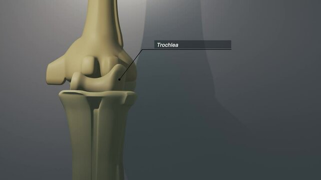Cinematic Elbow Bone - Trochlea

No AI was used in the making of this clip. Clip rendered in Blender and After Effects.