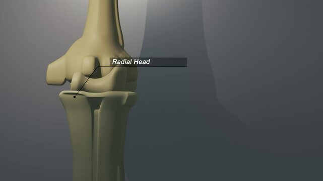 Cinematic Elbow Bone -Radial Head

No AI was used in the making of this clip. Clip rendered in Blender and After Effects.