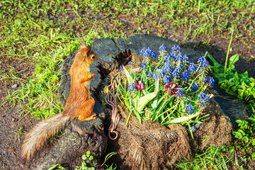 Curious cute European red squirrel on a flowerbed of blooming muscari.