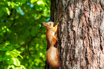 Cute European red squirrel jumping on a tree.