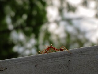 red ant on the ground