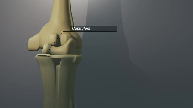 Cinematic Elbow Bone - Capitulum

No AI was used in the making of this clip. Clip rendered in Blender and After Effects.