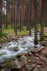 Forest and Iskar river in Rila mountain, Bulgaria
