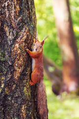 Cute European red squirrel jumping on a tree.
