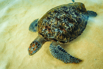 Green Sea Turtle Swimming in the Ocean in Dalawella beach, Sri Lanka