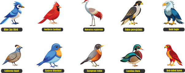 Naklejka premium Top 10 Iconic Birds of the USA. Blue jay bird, Northern Cardinal, Balearica regulorum, Falco peregrinus, Bald Eagle, California Quail, Eastern Bluebird, European Robin, Carolina Duck, Red-tailed hawk