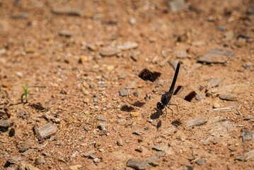 Dragonfly resting on sandy ground