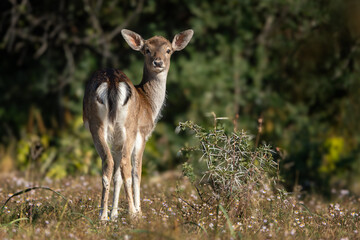 Fallow Deer Fawn