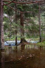 Forest and Iskar river in Rila mountain, Bulgaria