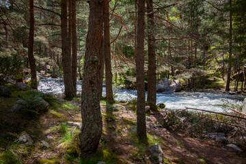 Forest and Iskar river in Rila mountain, Bulgaria