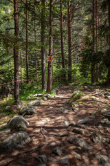 Forest and Iskar river in Rila mountain, Bulgaria