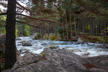 Forest and Iskar river in Rila mountain, Bulgaria