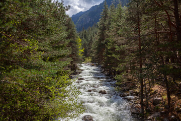 Forest and Iskar river in Rila mountain, Bulgaria