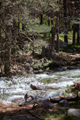 Forest and Iskar river in Rila mountain, Bulgaria