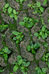 Plant texture background growing in a concrete paving brick hole. The paving brick for planting grass has a hole in the center.