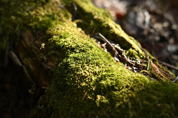 Climbing  Mount Mizugaki, Yamanashi, Japan