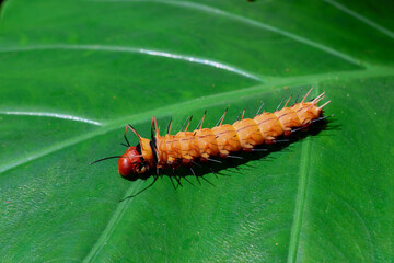 Selective focus. Big orange caterpillar with spines and scary eyes all around, and its hairs are poisonous. A big caterpillar in a Thai natural background.