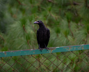 A large-billed crow perched on a green fence.