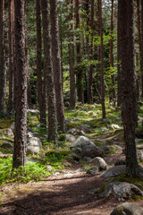 Forest and Iskar river in Rila mountain, Bulgaria