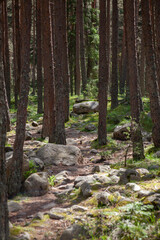 Forest and Iskar river in Rila mountain, Bulgaria