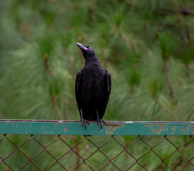 A large-billed crow perched on a green fence.