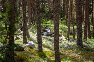 Forest and Iskar river in Rila mountain, Bulgaria