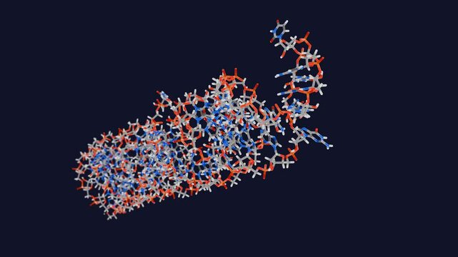 Pre-microRNA stick filling style, solution structure. 
MicroRNA is an  essential post-transcriptional regulator of gene expression and also an oncogene.
