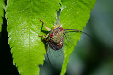 Selective focus on Cicadas on green leaves in a lush forest. Natural green background in a humid forest in Thailand during the rainy season.