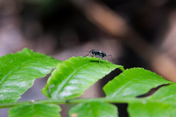 Selective focus tiger beetle on green leaf insect background and perfect green nature