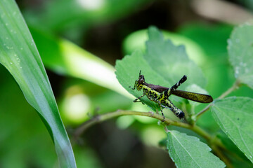 Selective focus on a green grasshopper with black spots on a green leaf insect background and perfect green nature.