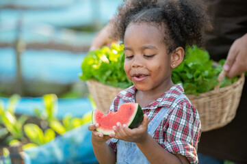 hungry african afro black daughter eat watermelon fruit with dad father teasing fun in garden greenhouse. Black african daughter afro hair enjoy eat fruit with dad in vegetable greenhouse at sunset