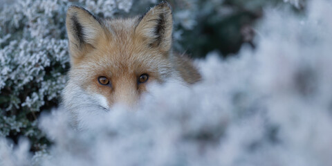Obraz premium Fox peeks through snow laden bush, its eyes soft and curious