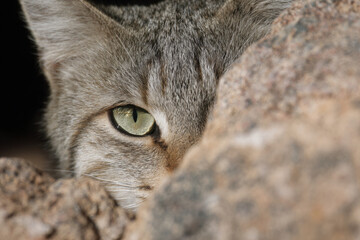 Wildcat peers through rocky terrain with focused gaze