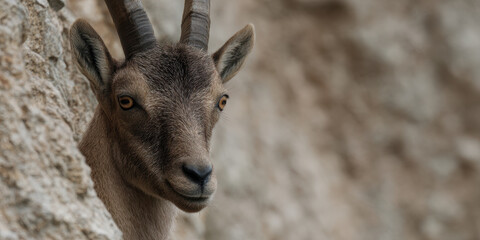 Ibex peeking from rocky cliff with curious expression