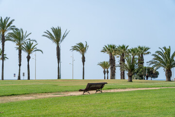 A lonely bench in the grassy park