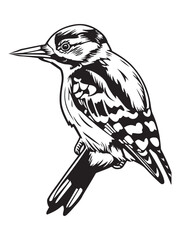 Detailed Woodpecker Illustration Perched on Branch with Intricate Line Work and Black and White Silhouette