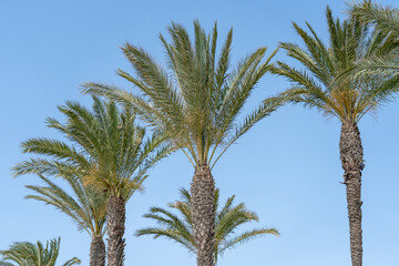 Palm trees against blue sky