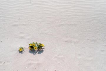 Yellow flower on the sand