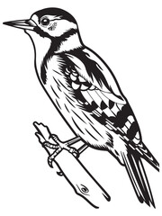 Detailed Woodpecker Illustration Perched on Branch with Intricate Line Work and Black and White Silhouette
