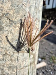 A striking close-up of a feathery wild grass seed head