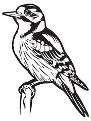 Detailed Woodpecker Illustration Perched on Branch with Intricate Line Work and Black and White Silhouette