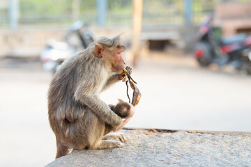 Rhesus monkey with baby, eating banana, barbary macaque ape, wildlife in urban environment, India,...