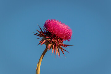 Close up of a milk thistle flower against a blue sky background. Natural and organic superfood product made from wild flowers.