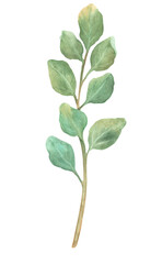 Single eucalyptus tree branchlet isolated with green leaves. Floral element clipart. Hand-drawn watercolor illustration. Design element for postcards, printing, package, textile